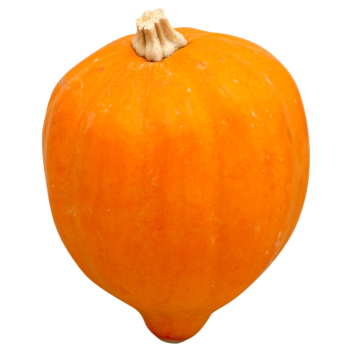 Acorn Squash