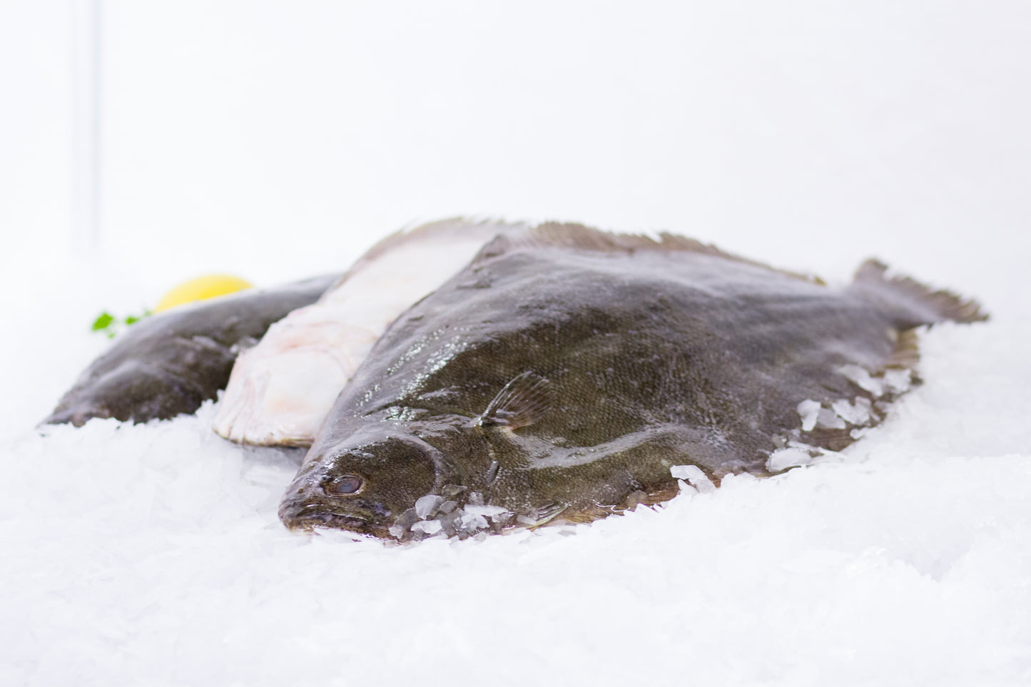 Fresh Flounder Whole