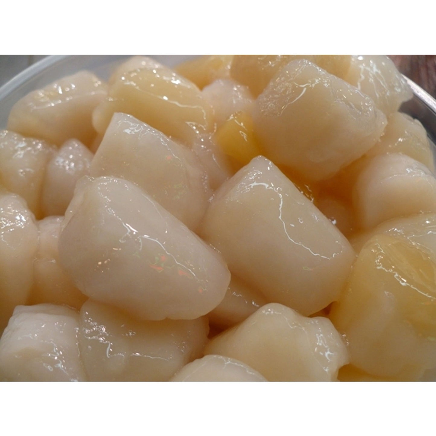 Fresh Bay Scallops