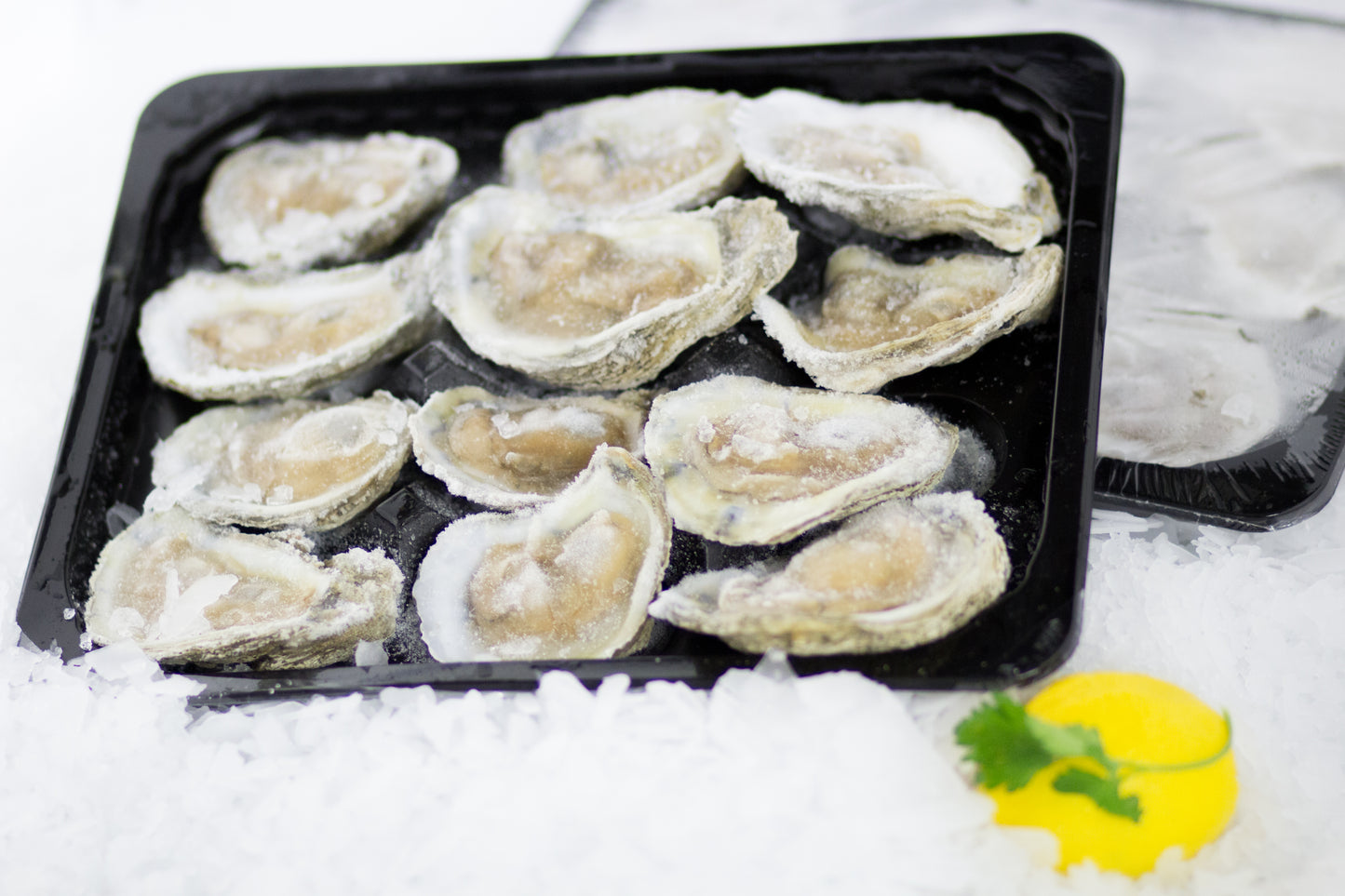 One Dozen Oysters on the Half Shell