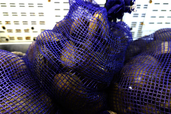 Blue mesh bags containing top-neck clams on a blurred background