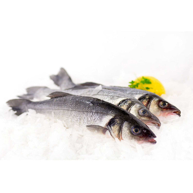 Fresh Bronzini Whole