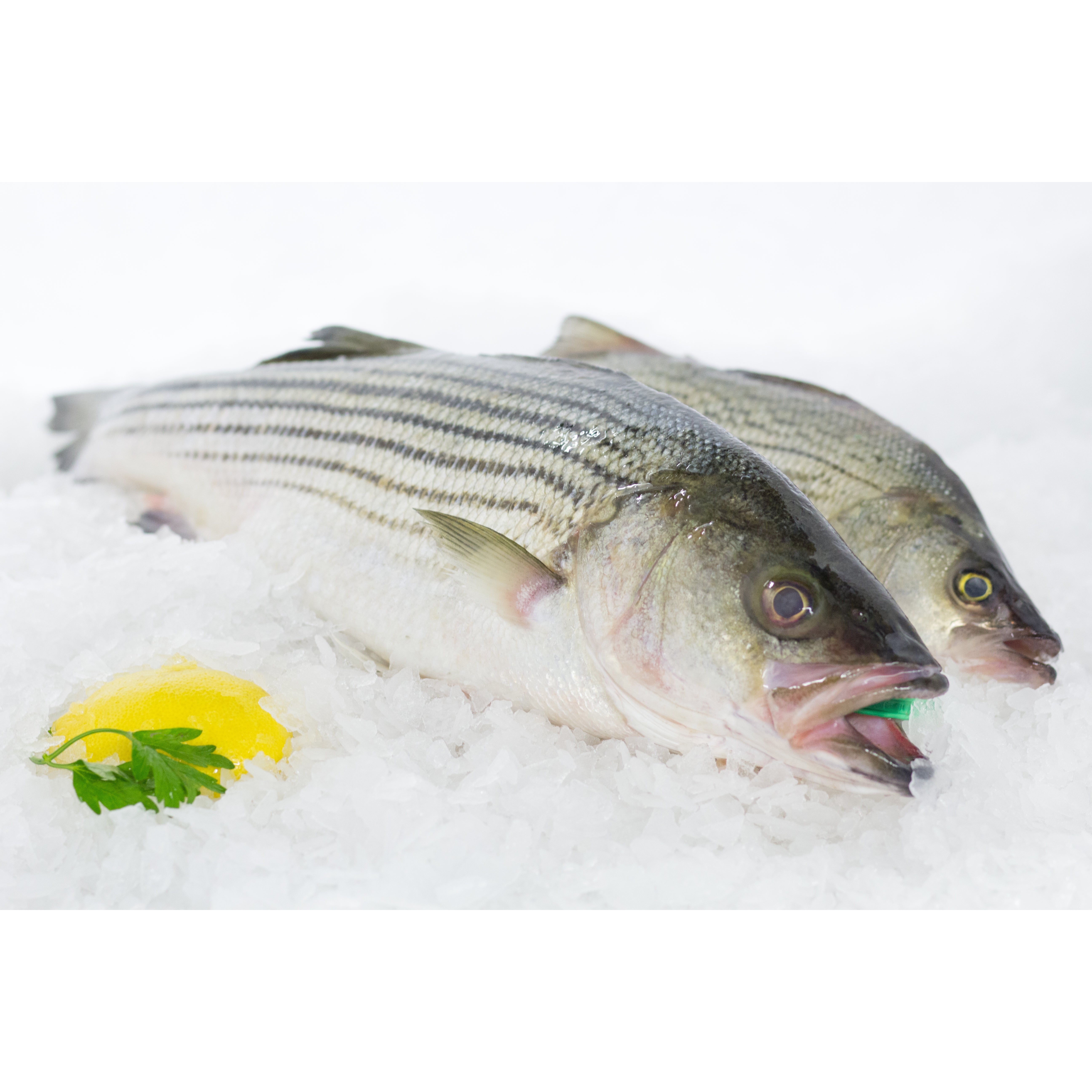 Fish Counter – Wholey's Market
