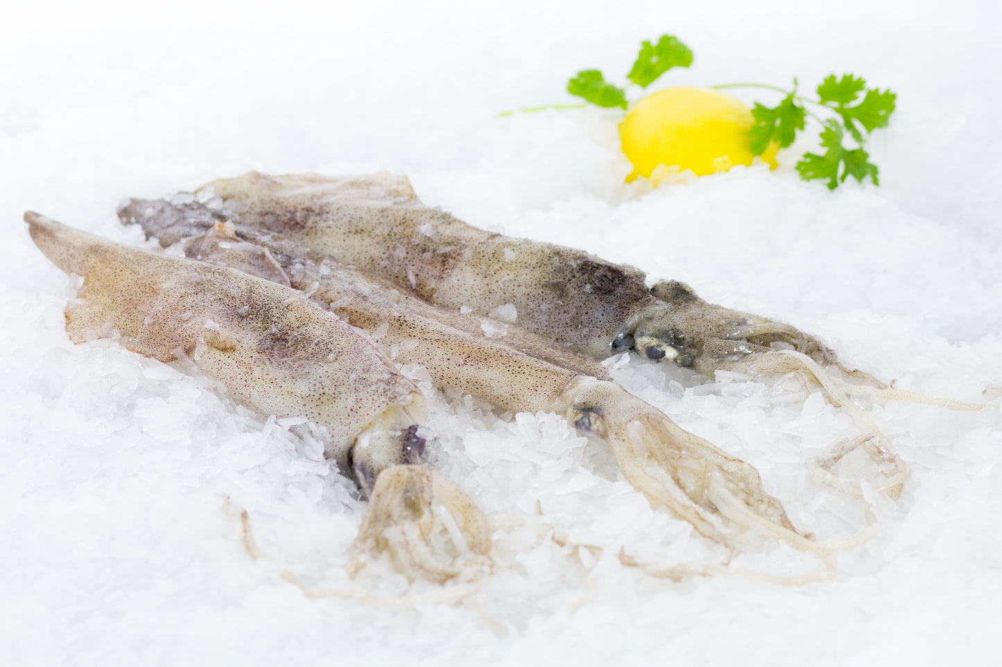 Frozen Whole Squid Uncleaned