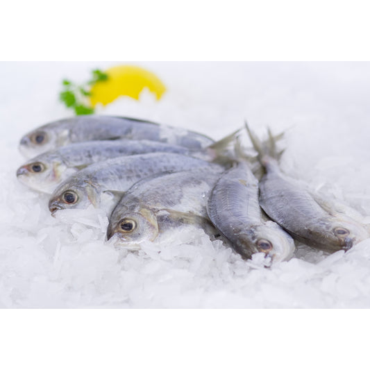 Fresh Butter Fish Whole