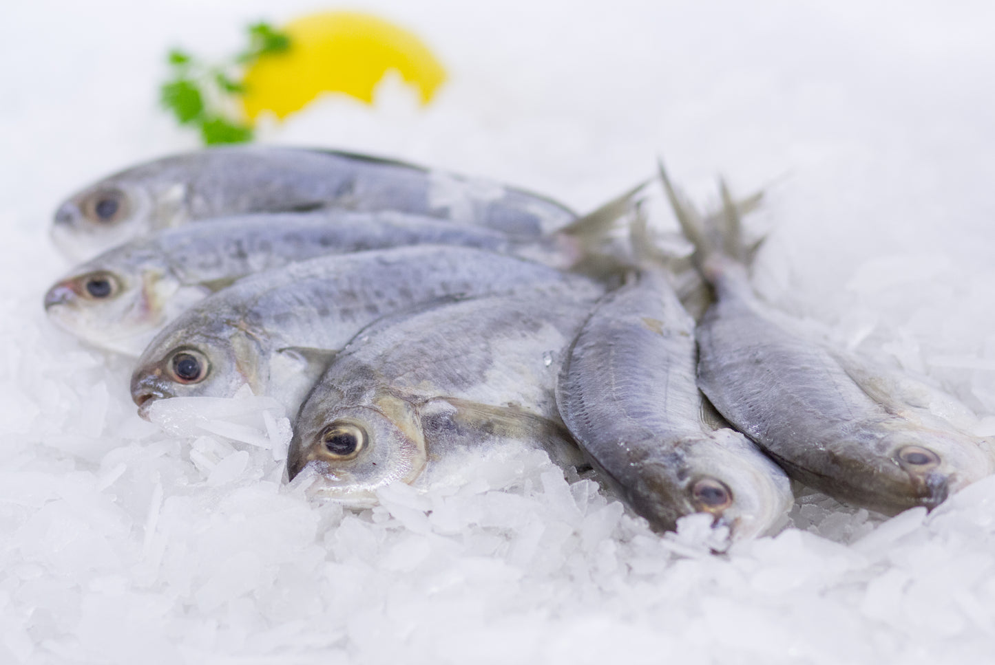Fresh Butter Fish Whole