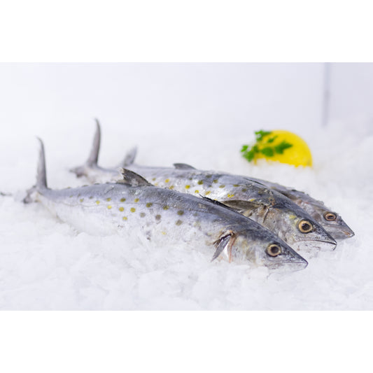 Fresh Spanish Mackerel Whole