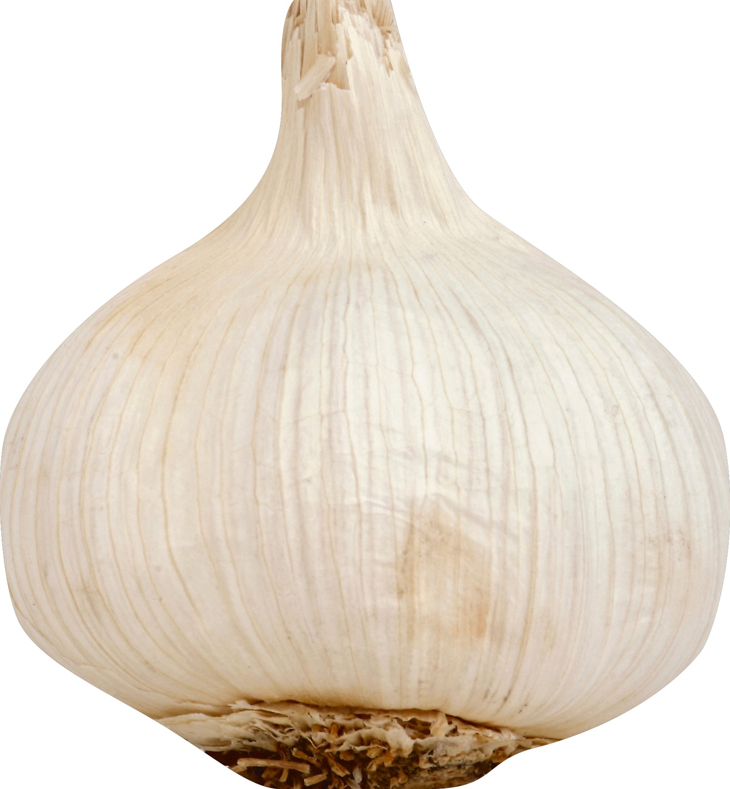Fresh Garlic