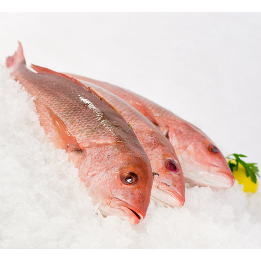 Fresh Red Snapper Whole