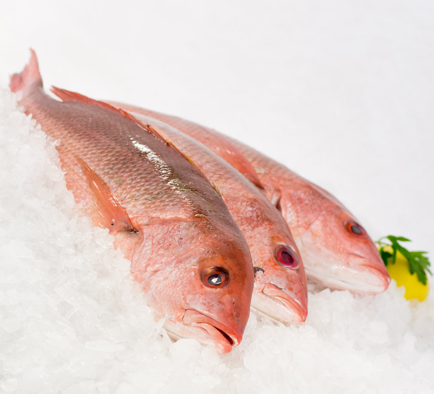 Fresh Red Snapper Whole
