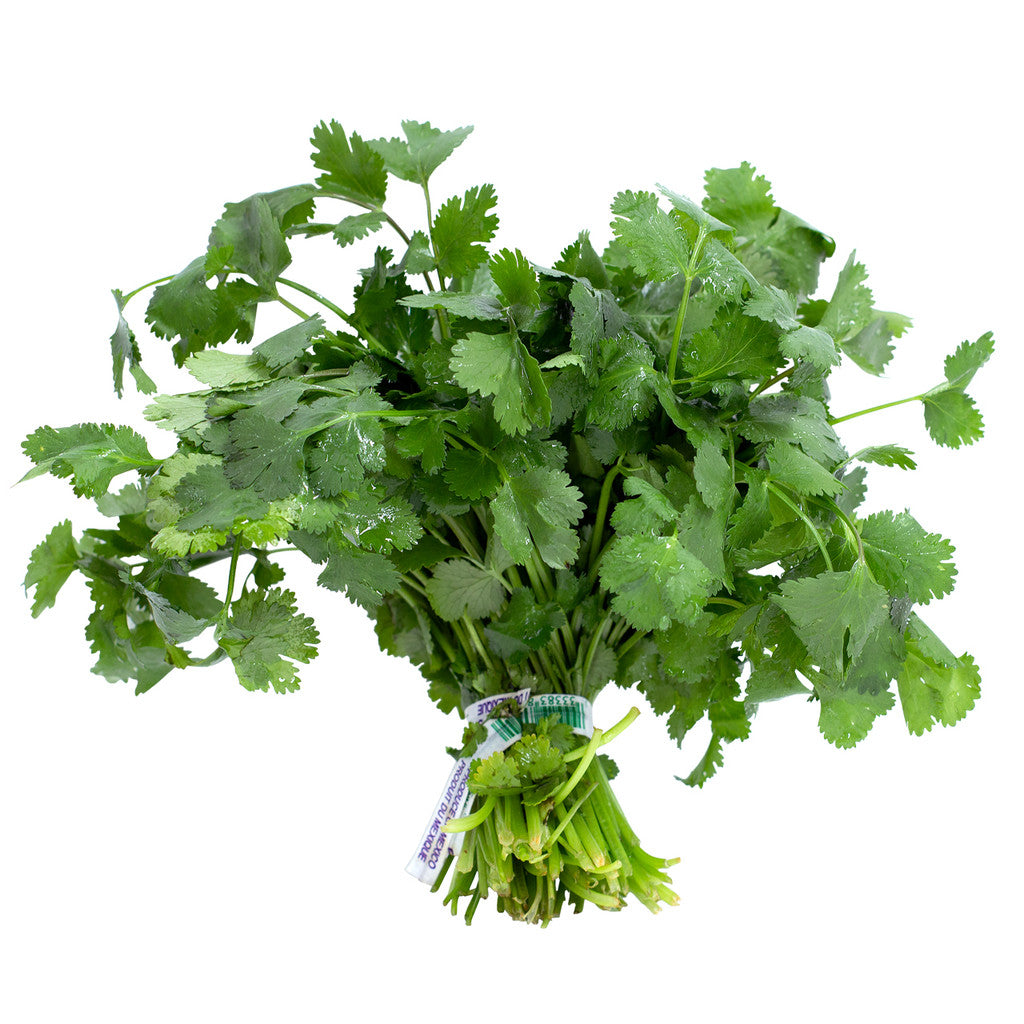Cilantro