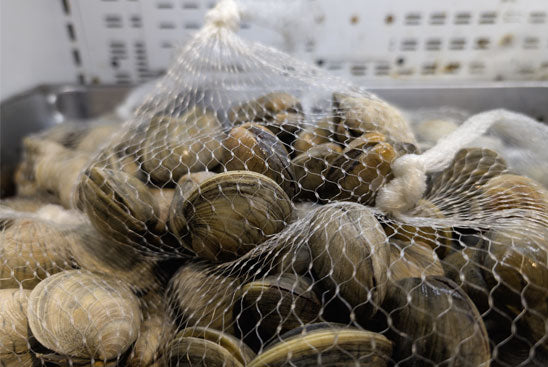 Live Wild-Caught Little Neck Clams