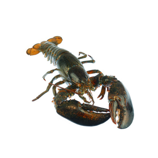 Lobsters Live 1.5+ LB