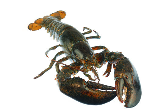 Lobsters Live 1.5+ LB