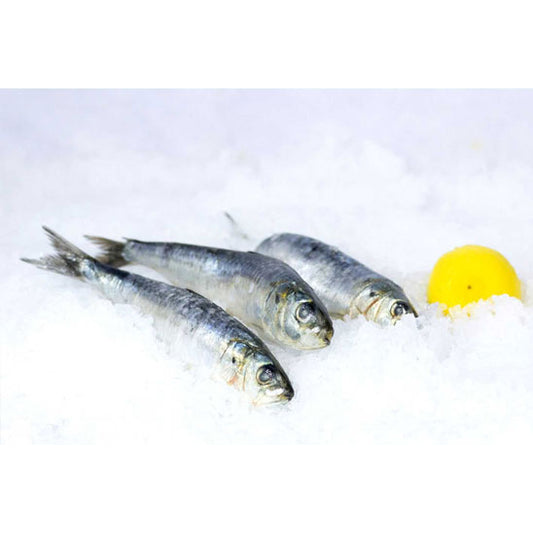 Frozen Sardines (2 lbs. Bag)