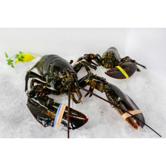 Lobsters Live 1-1.25 lbs.