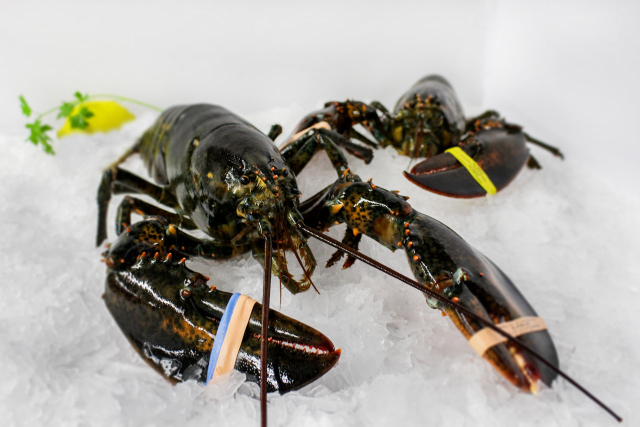 Lobsters Live 1-1.25 lbs.